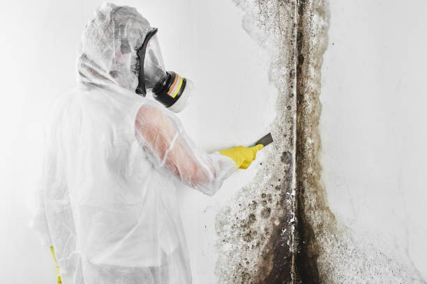 Crawl Space Mold Removal in Dawson, TX